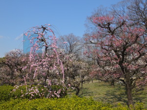 DSCF3538
