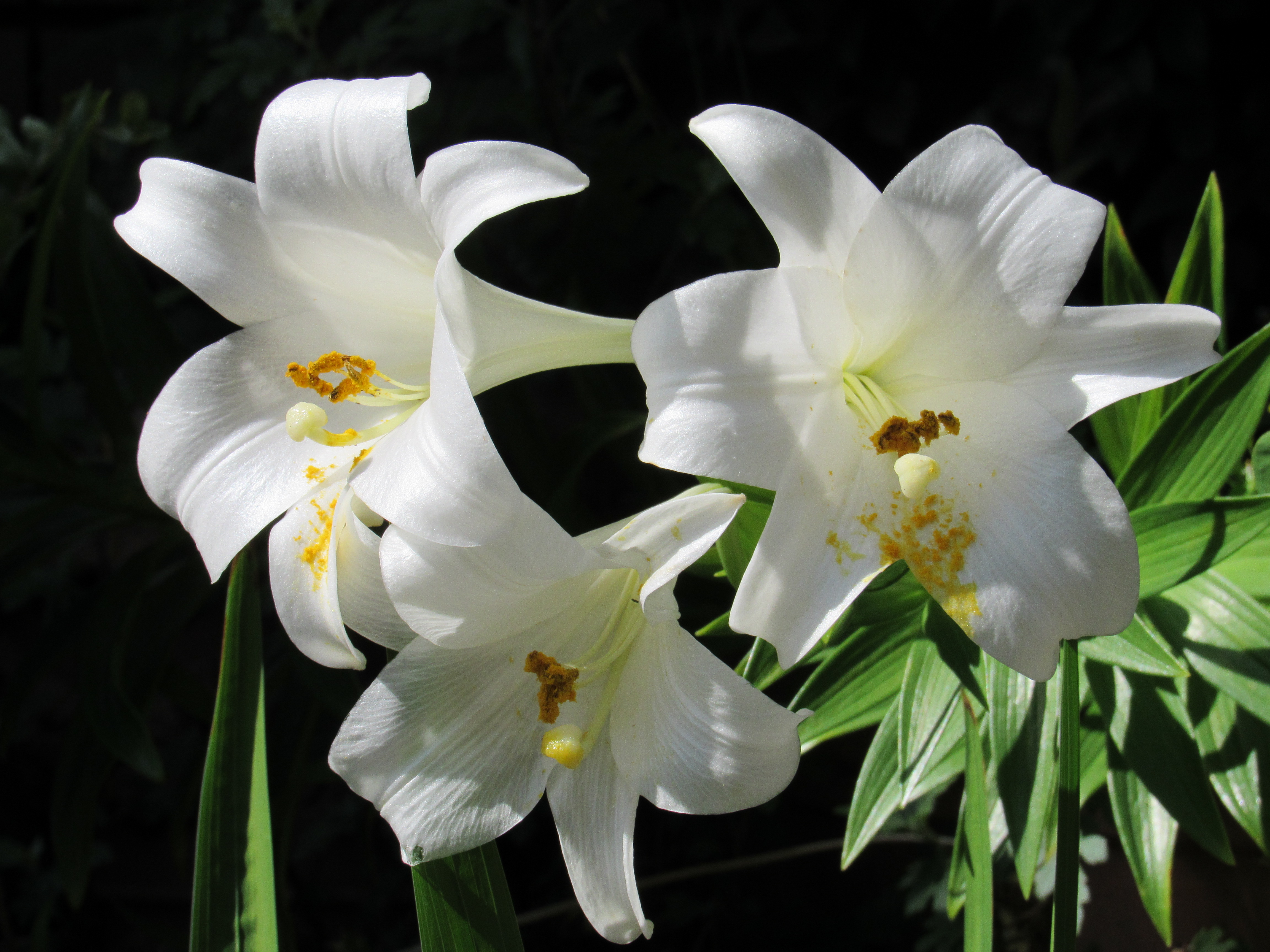 百合の花 Naturalbeauty株式会社